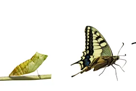 Von Raupe zu Schmetterling