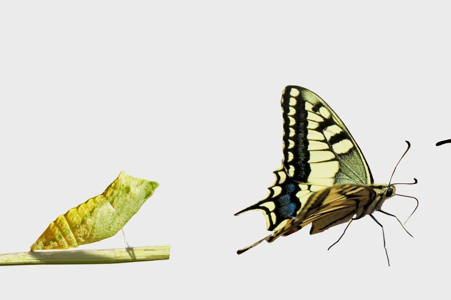 Von Raupe zu Schmetterling