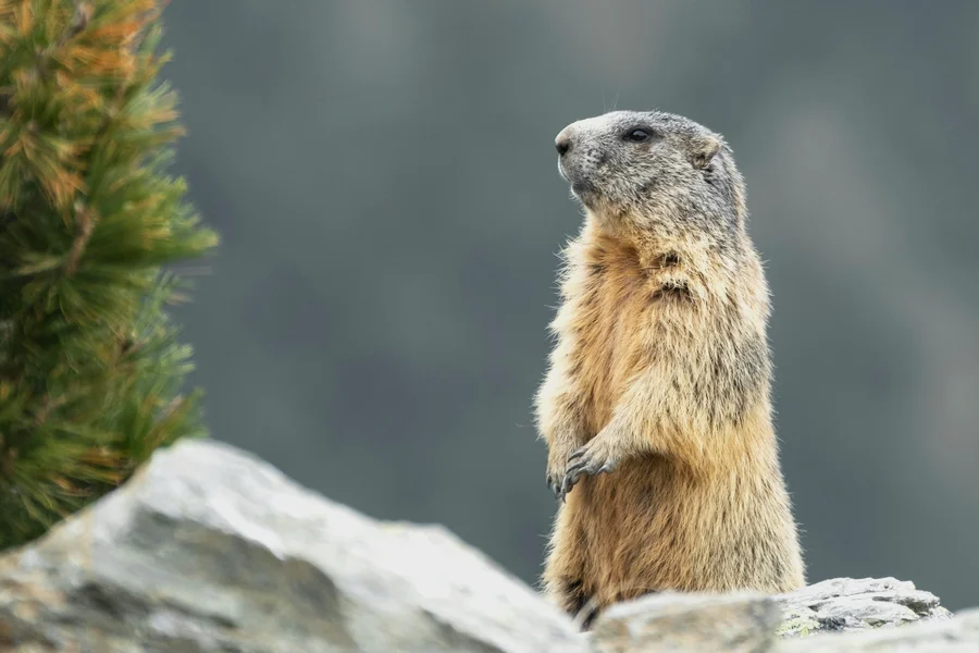 Murmeltier Murmeltier steht aufrecht auf einem Steinhaufen im Gebirge