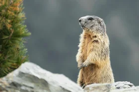 Murmeltier steht aufrecht auf einem Steinhaufen im Gebirge
